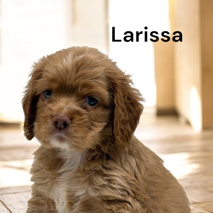 puppy, for, sale, Cocker Spaniel, Joe & Cherri  Overlease, dog, breeder, Miller, MO, dog-breeder, puppy-for-sale, forsale, nearby, find, puppyfind, locator, puppylocator, aca